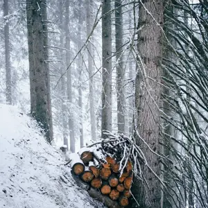 The Cambrian Adelboden Winter Activities Wood Chopping 140110 31